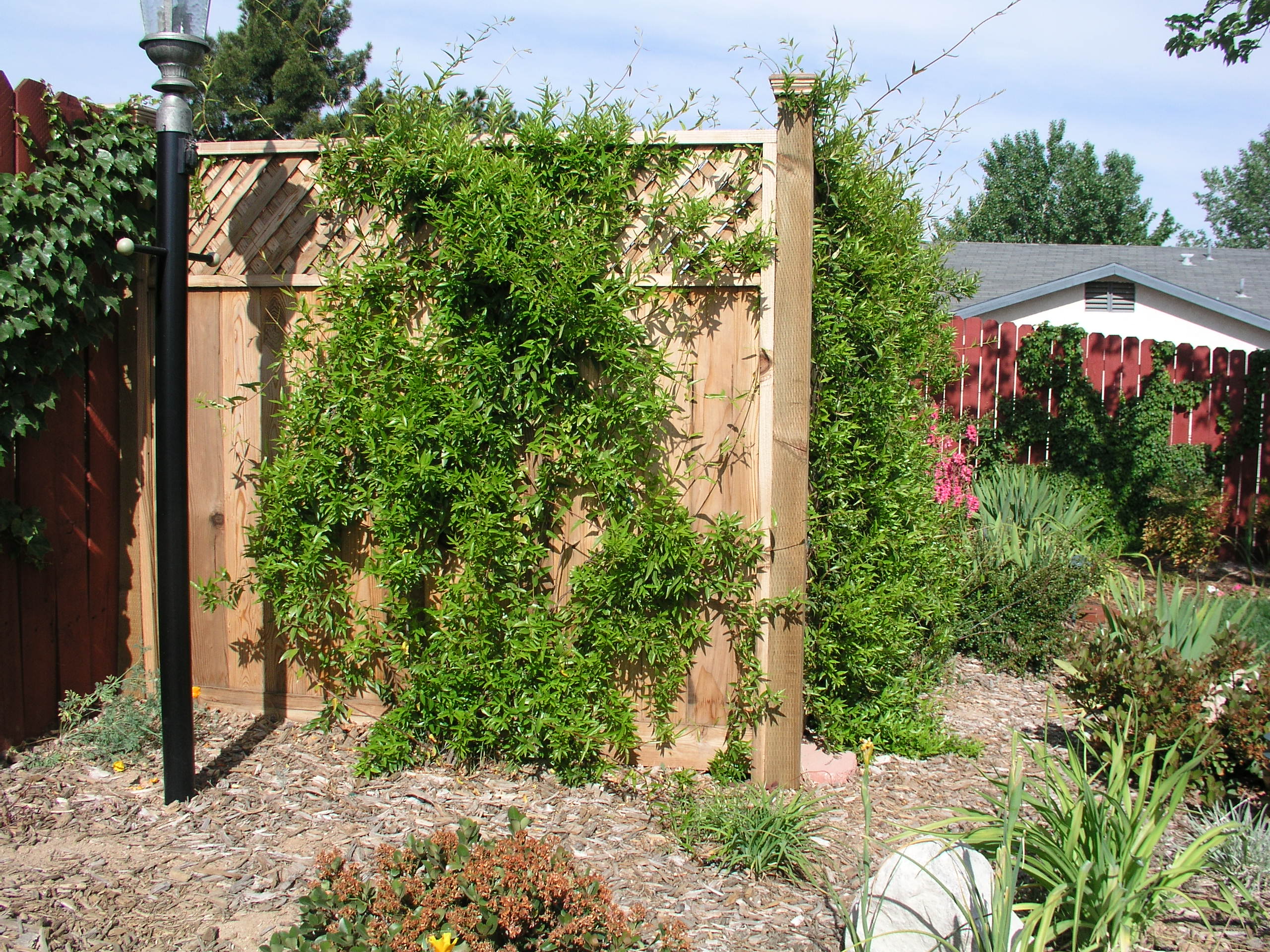 Vine Covered Fence